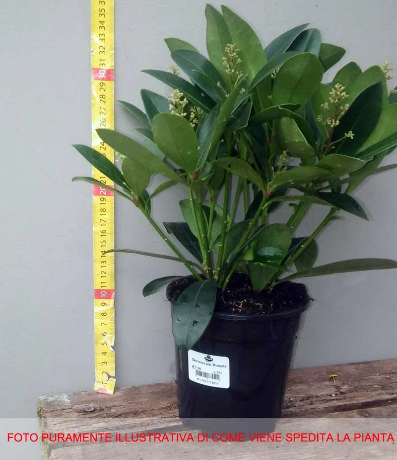 SKIMMIA RUBELLA VASO 13CM