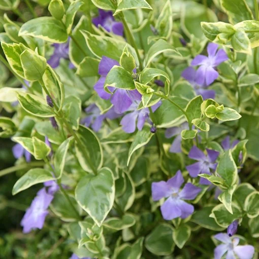 VINCA MAJOR VARIEGATA CLAYETTE VASCHETTA DA 6 PIANTINI IN VASETTI 9CM
