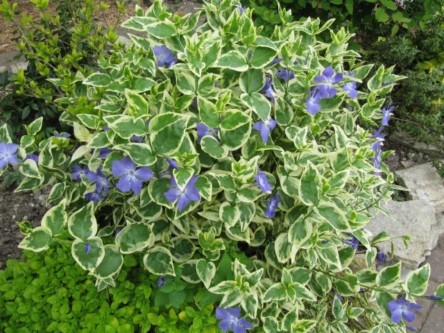 VINCA MAJOR VARIEGATA CLAYETTE VASCHETTA DA 6 PIANTINI IN VASETTI 9CM