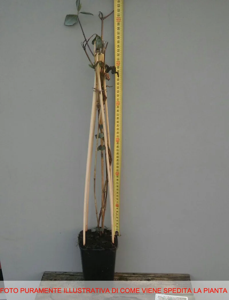 LONICERA CAPRIFOGLIO PERICLYMENUM SEROTINA VASO 17CM