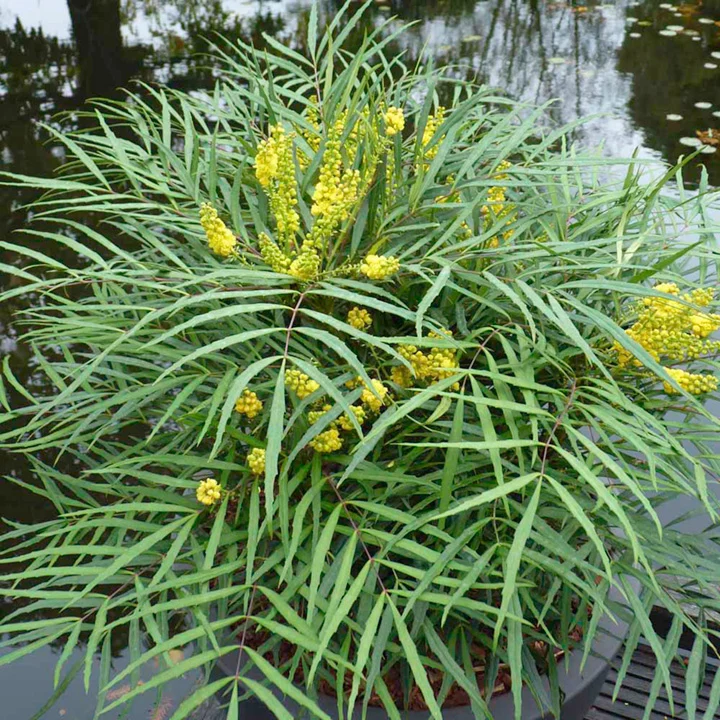 MAHONIA JAPONICA SOFT CARESS VASO 18CM