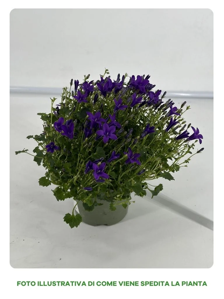 CAMPANULA GET ME BLU VASO 10CM