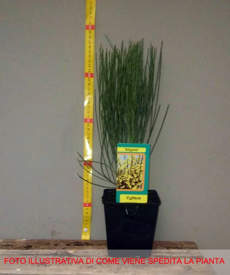 CYTISUS CYTISUS PRAECOX ALLGOLD VASO 14CM