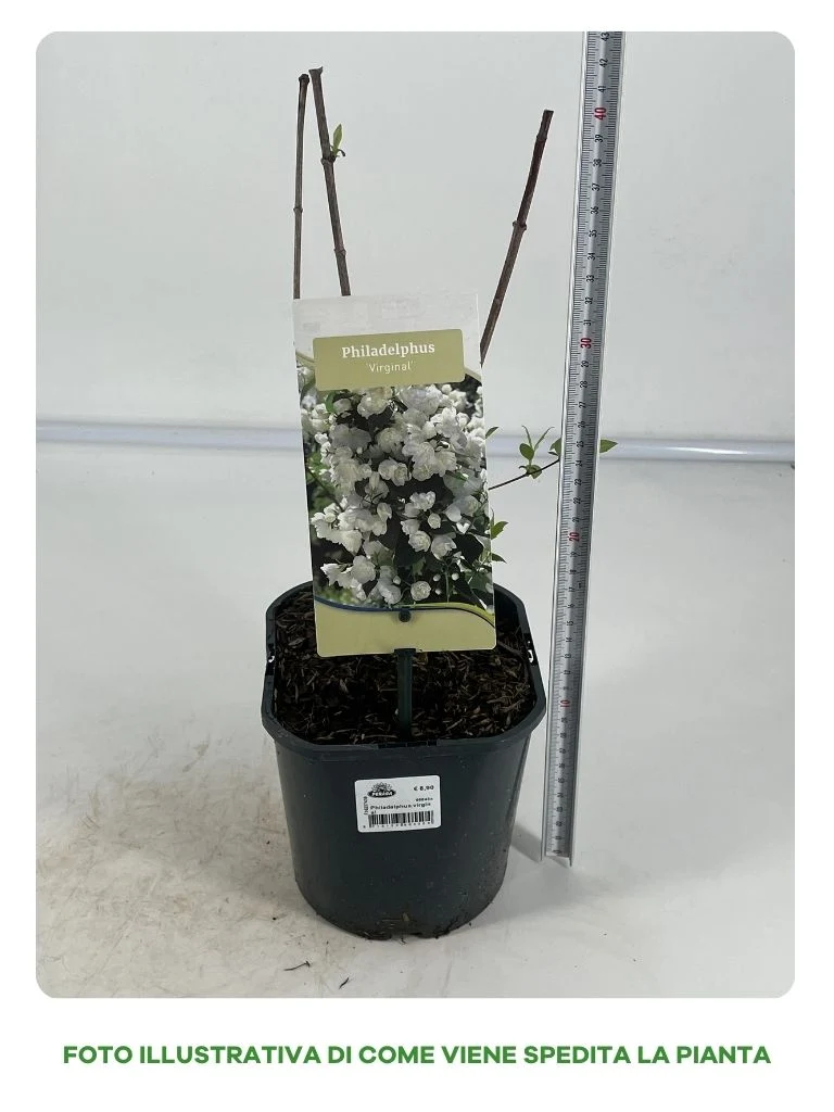 PHILADELPHUS VIRGINAL VASO 17CM
