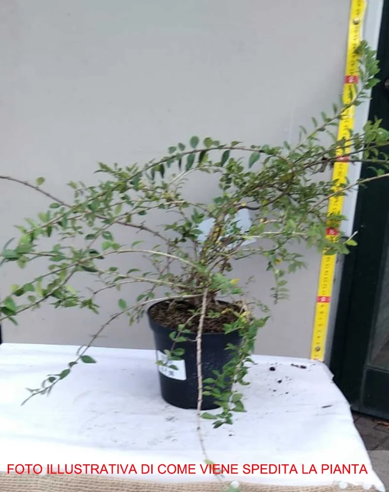 LONICERA MAIGRUN' VASO 14CM