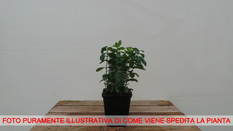 IPERICO HYPERICUM CALYCINUM VASO 9CM