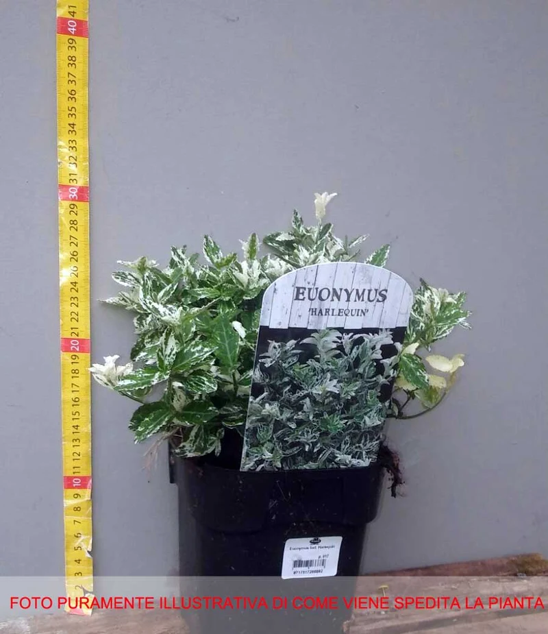 EUONYMUS FORTUNEI HARLEQUIN VASO 17CM