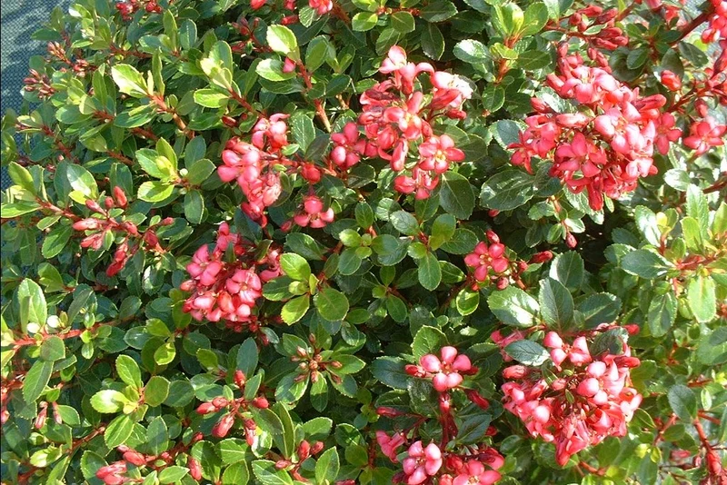ESCALLONIA RED DREAM VASO 17CM