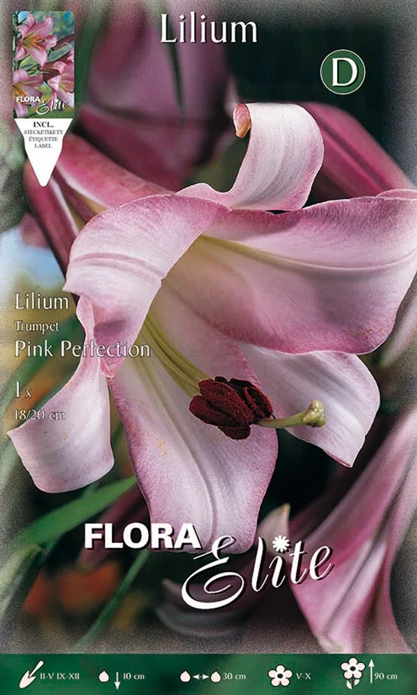 LILIUM TRUMPET PINK PERFECTION (CONFEZIONE DA 1 BULBO)