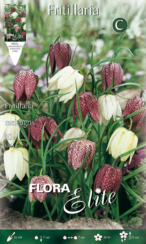 FRITILLARIA MELEAGRIS (CONFEZIONE DA 10 BULBI)