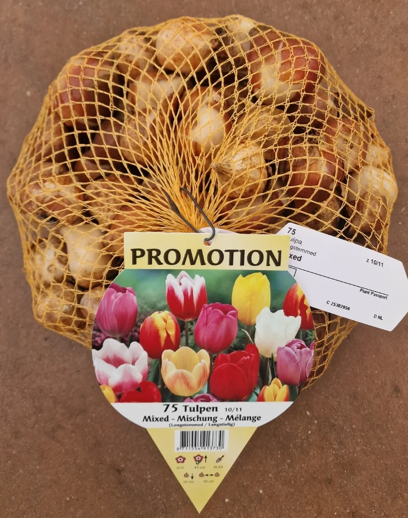 OFFERTA 75 TULIPANI LONGSTEMMED MIX COLORI