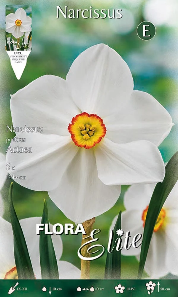 NARCISO POETICUS ACTAEA (CONFEZIONE DA 5 BULBI)