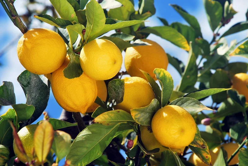 LIMONE CITRUS LIMON IN VASO DECORATO 22CM