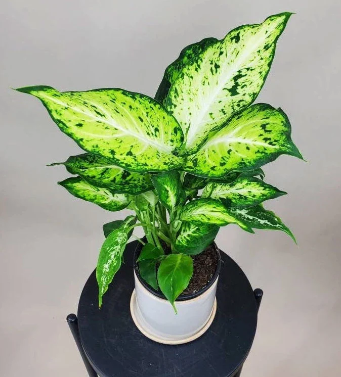 DIEFFENBACHIA AMY VASO 12CM