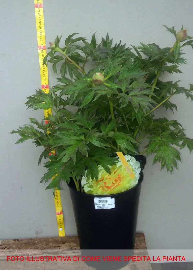 PEONIA ITOH BARTZELLA VASO 18CM