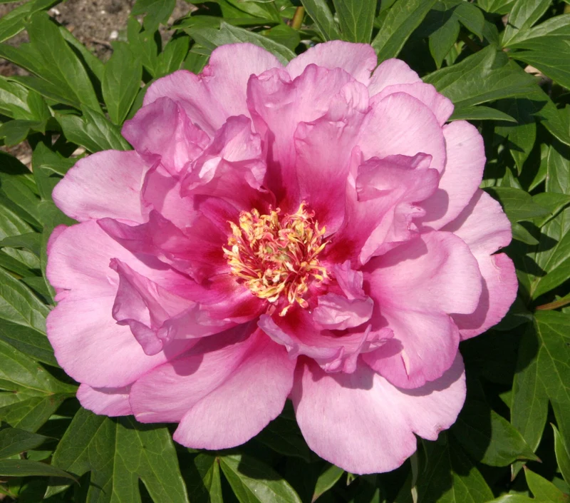 PEONIA ITOH FIRST ARRIVAL VASO 18CM