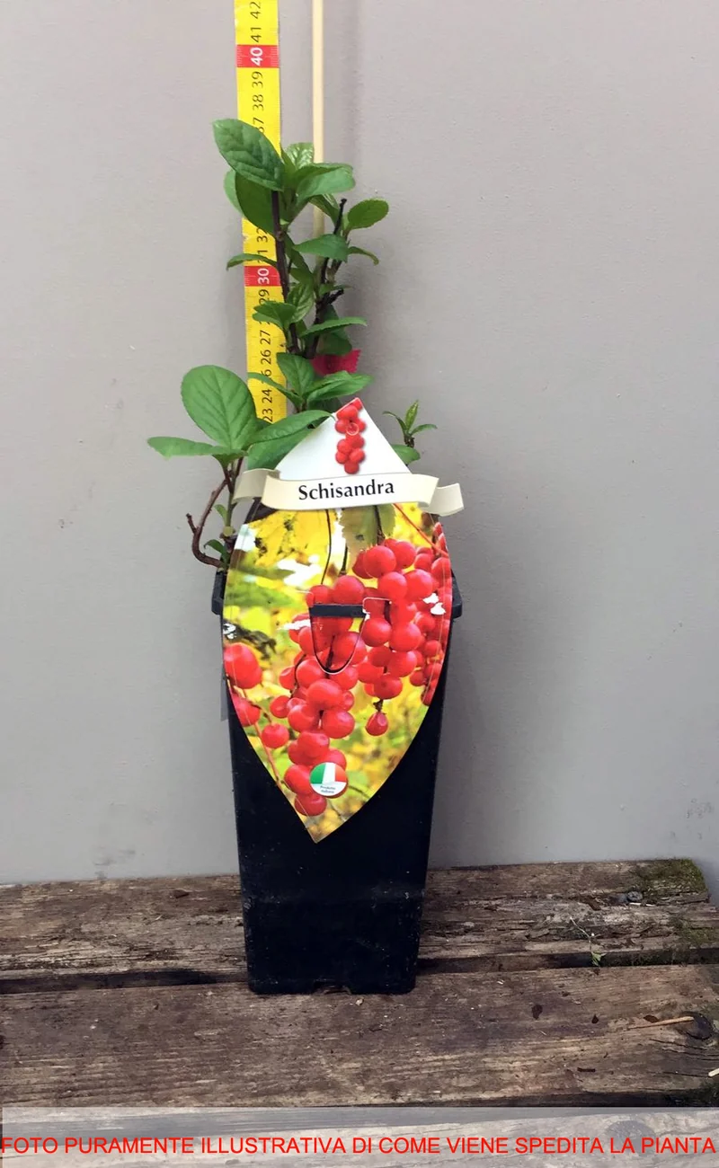 SCHISANDRA O SUDOVA AUTOFERTILE (1 PIANTA)
