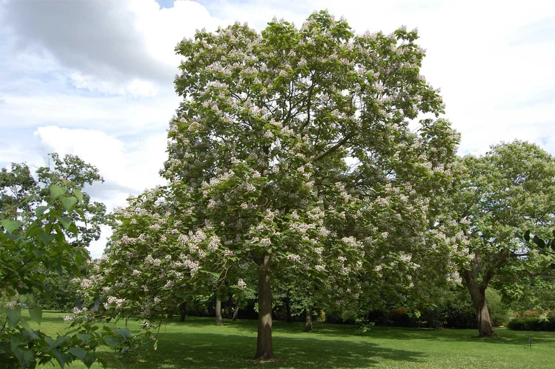CATALPA ERUBESCENS PURPUREA IN VASO 24CM