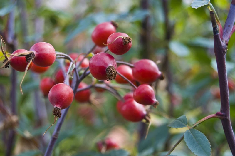 ROSA CANINA (1 PIANTA)