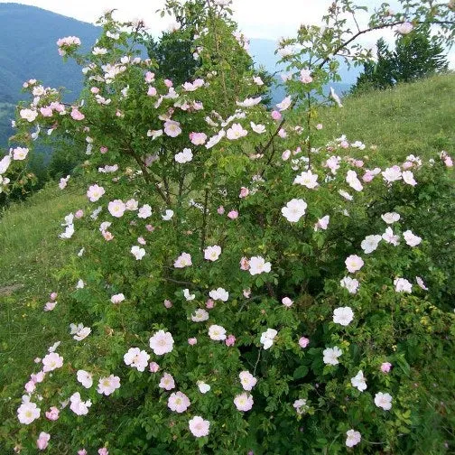 ROSA CANINA (1 PIANTA)