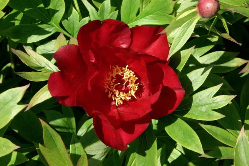 PEONIA ITOH SCARLET HEAVEN VASO 18CM