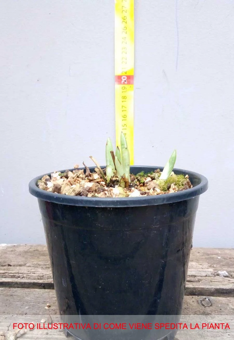 ORCHIDEA DA GIARDINO CYPRIPEDIUM VASO 12CM