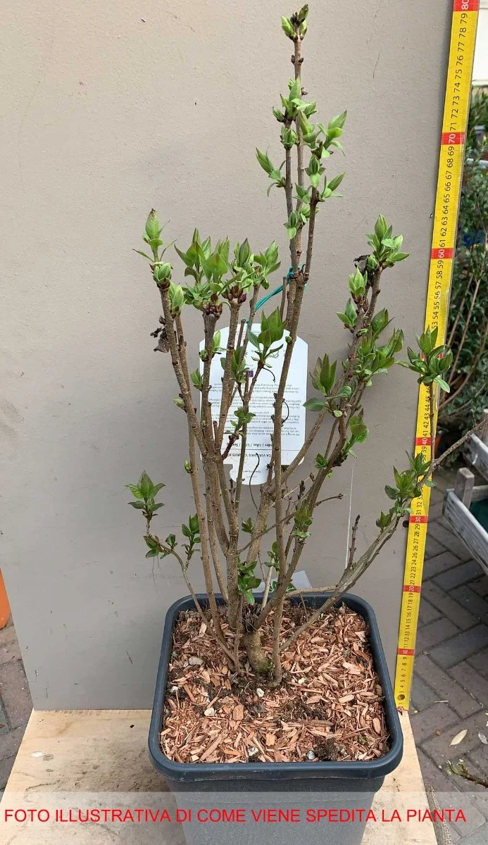 SYRINGA LILLA' CHARLES JOLY IN VASO 26CM