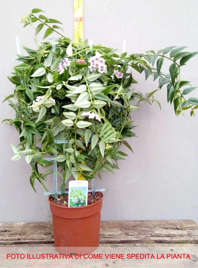 HOYA BELLA FIORE DI CERA VASO 14CM