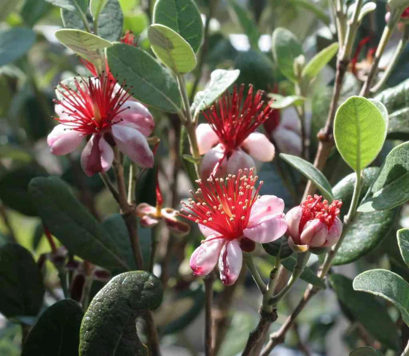 FEIJOA SELLOWIANA VASO 18CM