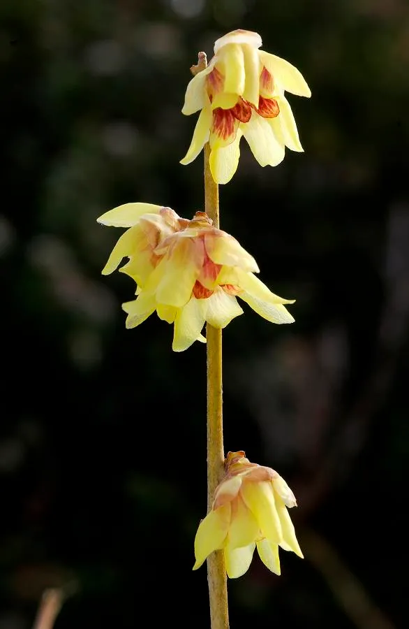 CALYCANTHUS CHIMONANTHUS PRAECOX GRANDIFLORUS VASO 18CM