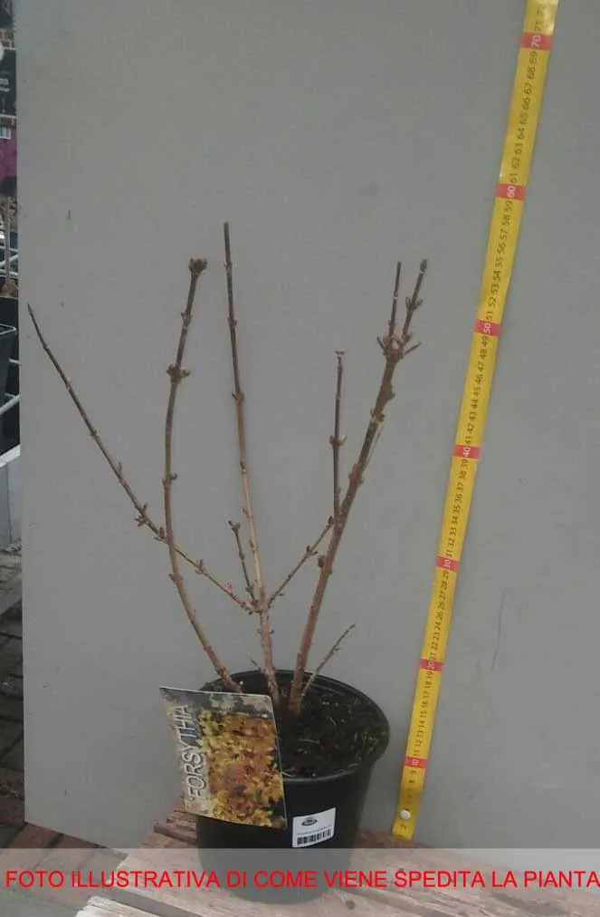 FORSYTHIA FORSIZIA INTERMEDIA GOLDRAUSCH IN VASO 19CM