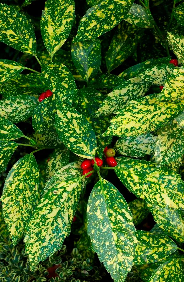 AUCUBA JAPONICA CROTONIFOLIA VASO 21CM