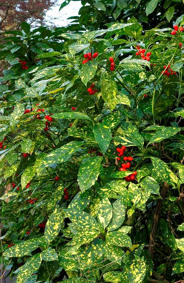 AUCUBA JAPONICA CROTONIFOLIA VASO 21CM