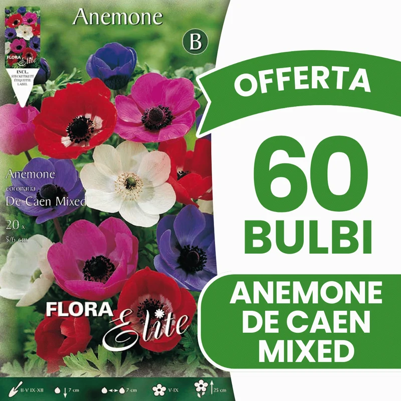 OFFERTA 60 BULBI ANEMONE DE CAEN MIX