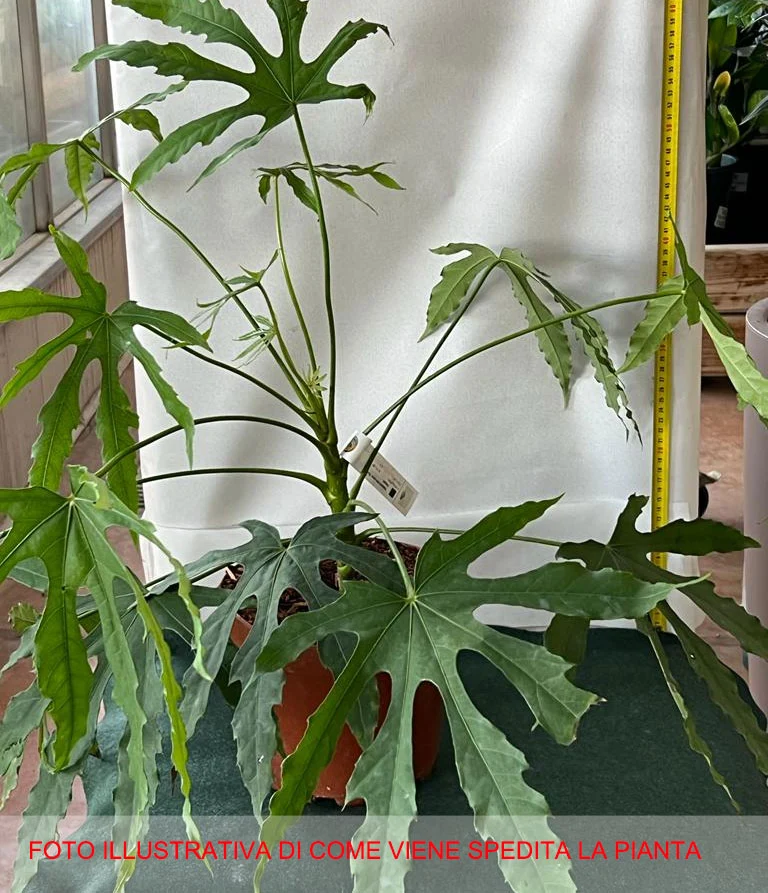 FATSIA POLYCARPA VASO 18CM