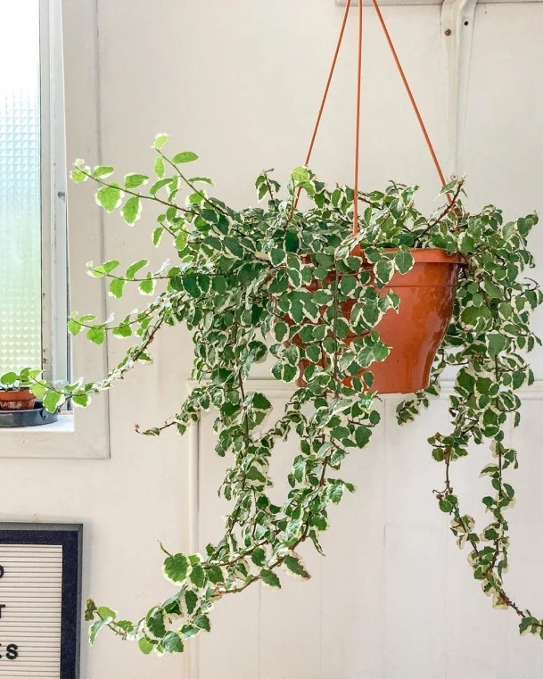 FICUS PUMILA WHITE SUNNY VASO 19CM