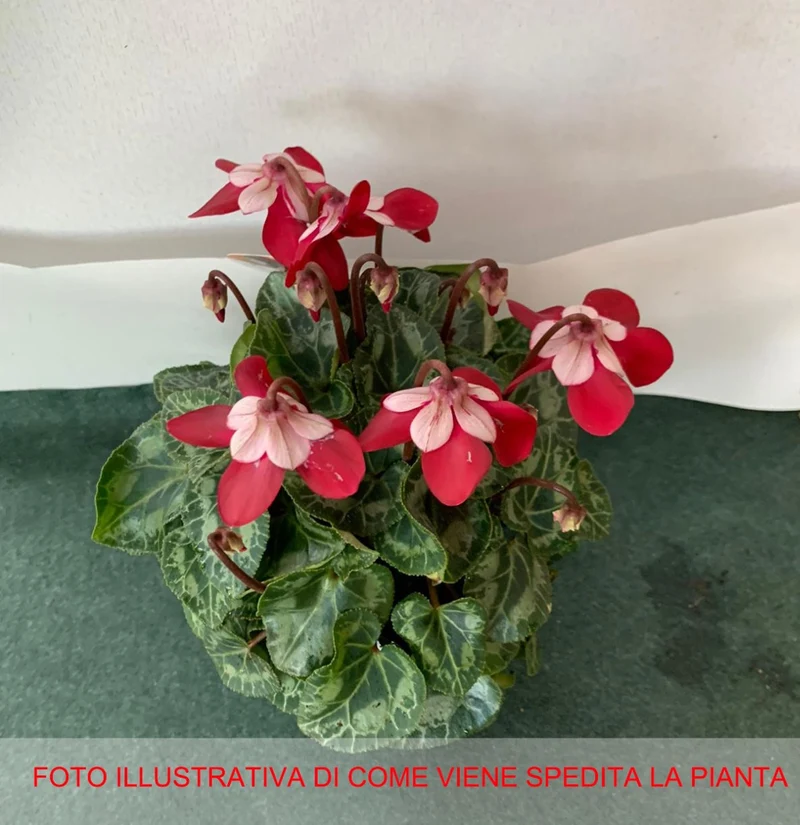 CICLAMINO DJIX IN VASO 10CM
