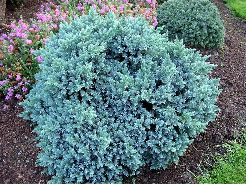 JUNIPERUS GINEPRO SQUAMATA BLUE STAR IN VASO 17CM