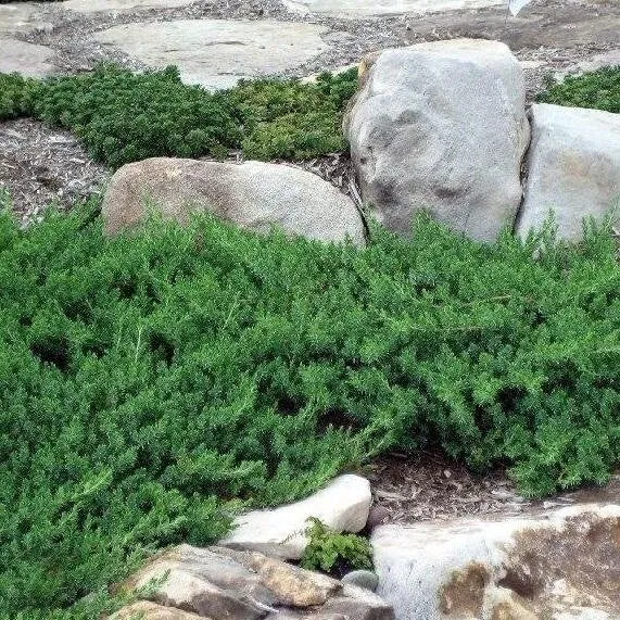 JUNIPERUS GINEPRO CONFERTA BLUE PACIFIC IN VASO 18CM