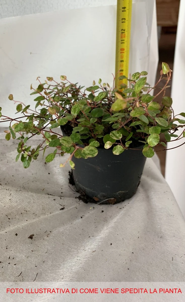 MUEHLENBECKIA AXILLARIS COMPLEXA IN VASO 9CM