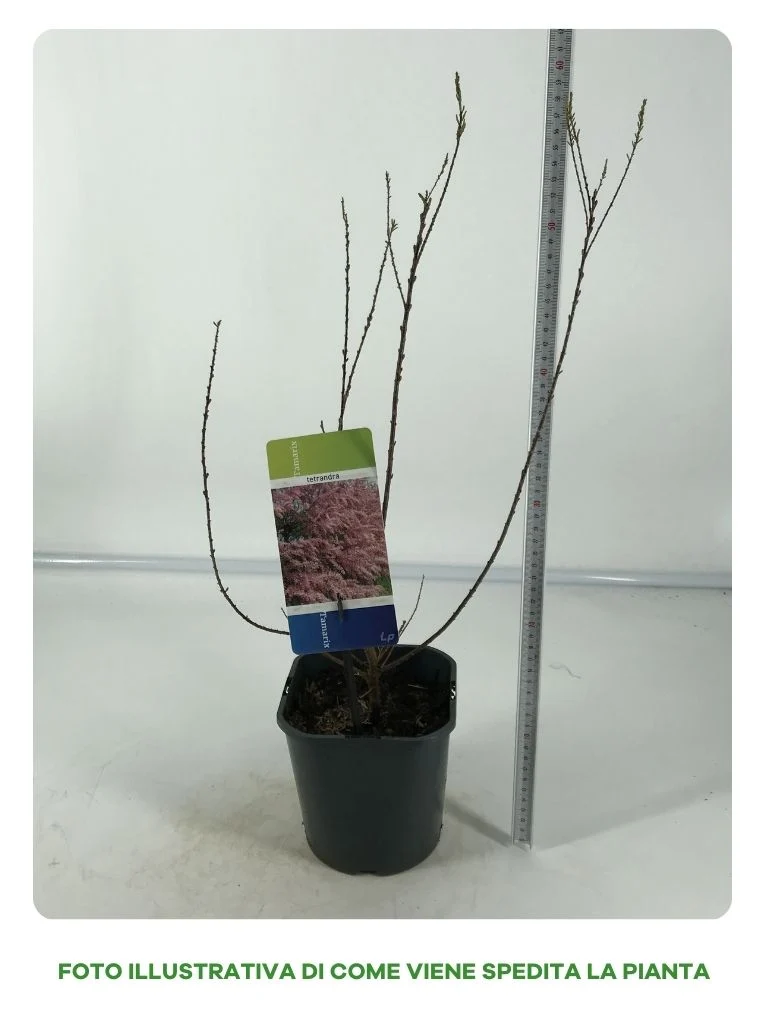 TAMARIX TETRANDRA VASO 17CM