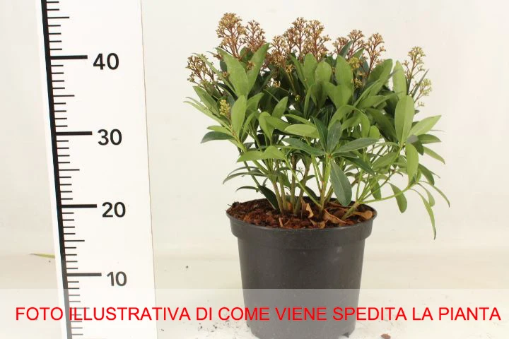 SKIMMIA RUBELLA VASO 10.5CM