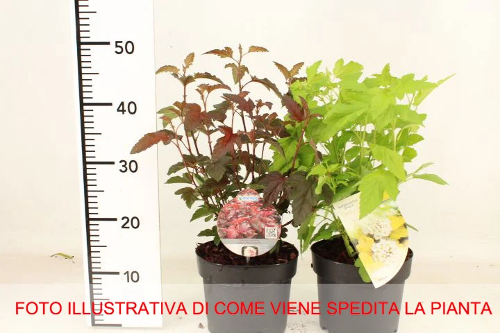 PHYSOCARPUS OPULIFOLIUS DIABLE D'OR VASO 19CM