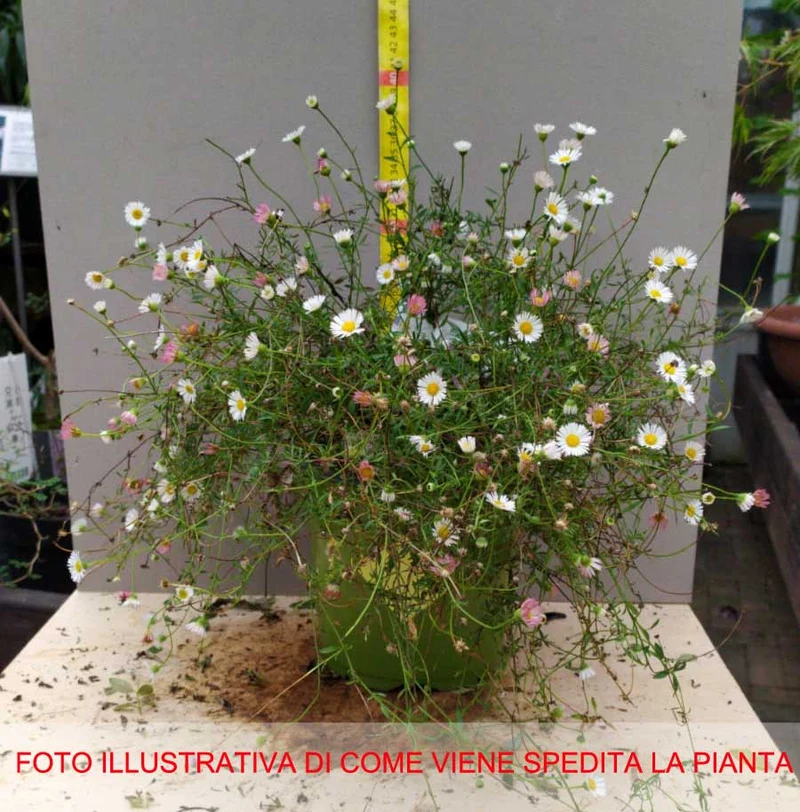 ERIGERON VASO 18CM