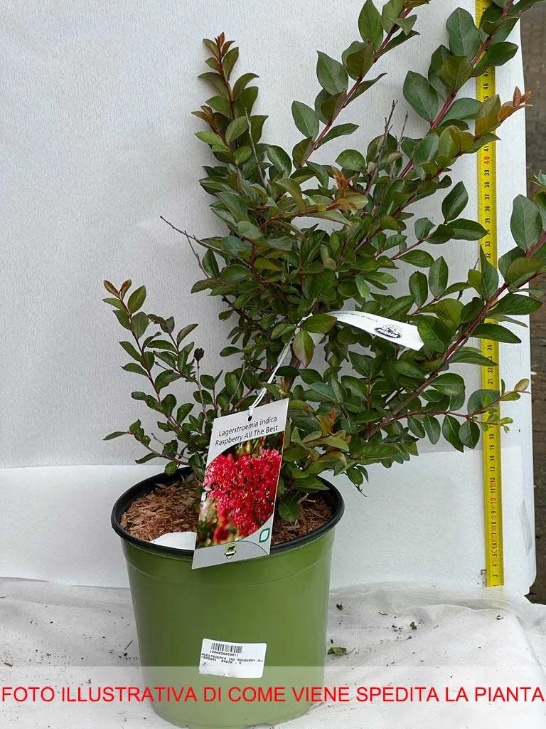 LAGERSTROEMIA INDICA RASPBERRY ALL THE BEST VASO 18CM