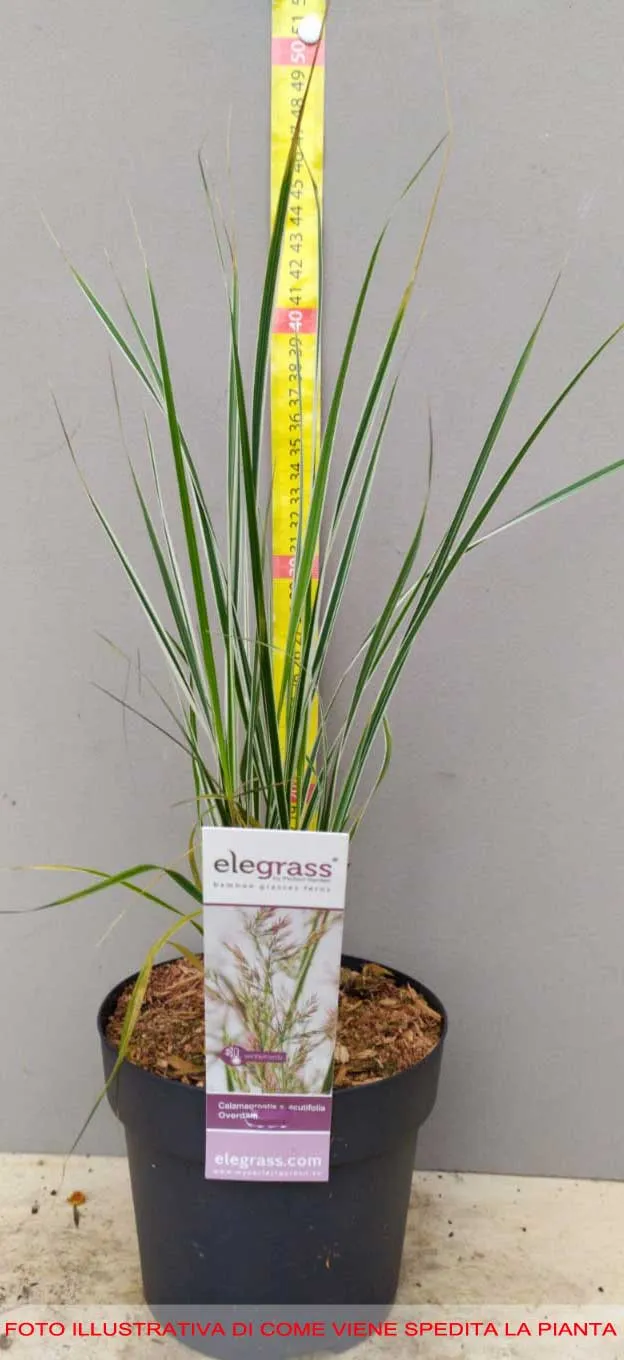 CALAMAGROSTIS OVERDAM VASO 14CM