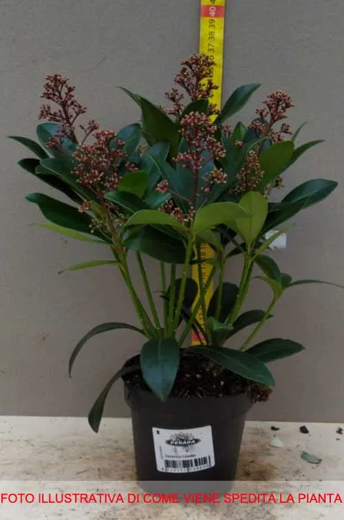 SKIMMIA RUBELLA VASO 12CM