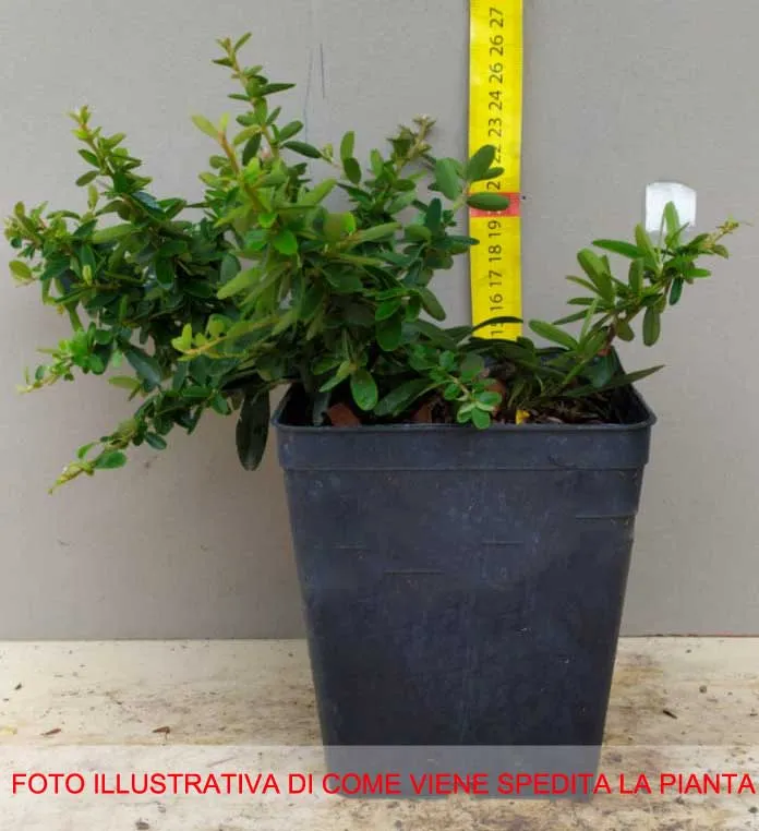 PYRACANTHA NAVAHO VASO 12CM