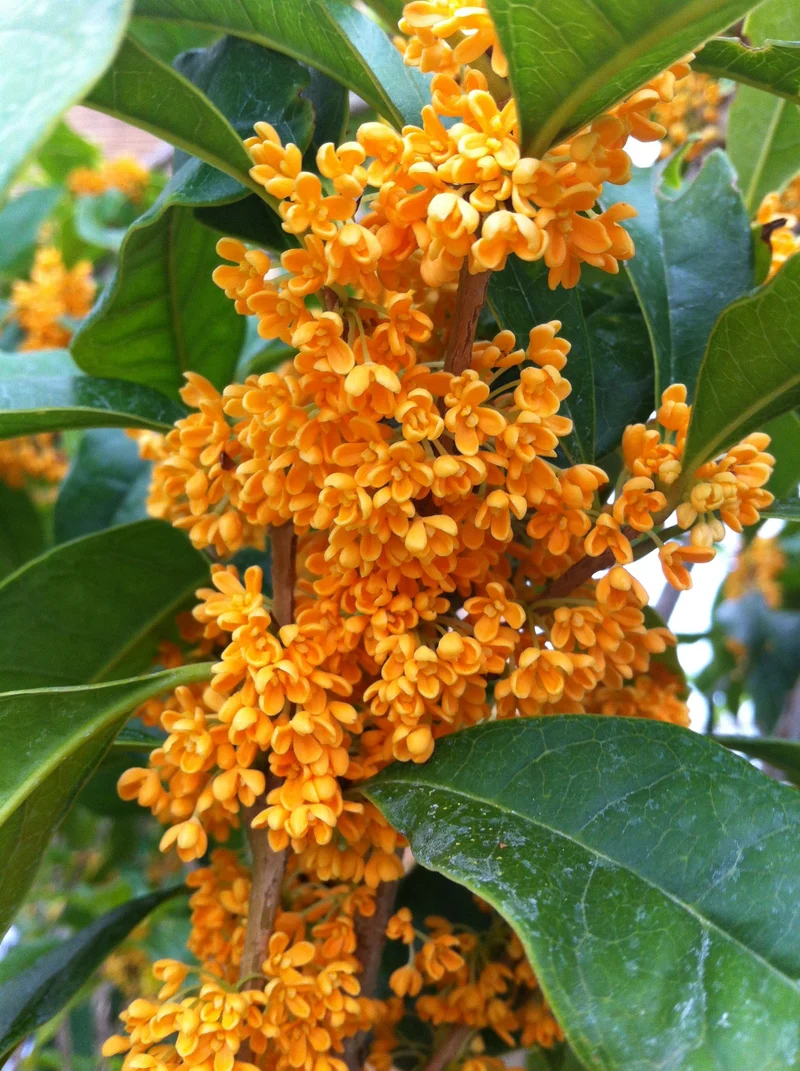 OSMANTHUS FRAGRANS OLEA FRAGRANS ARANCIO VASO 22CM