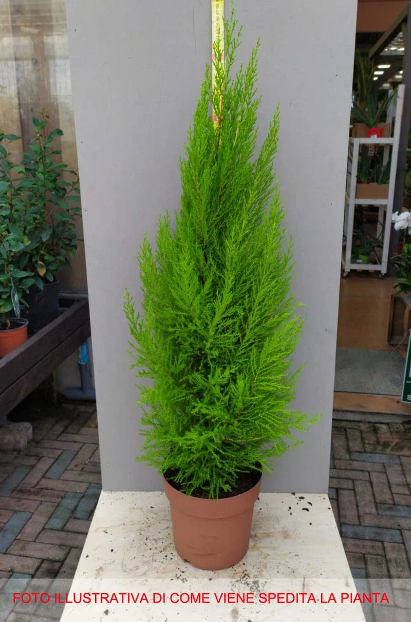 CUPRESSUS GOLDEN CREST CIPRESSO WILMA VASO 20CM